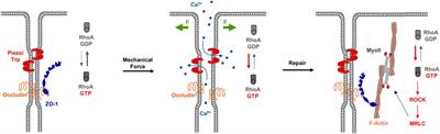 Rho and Rab Family Small GTPases in the Regulation of Membrane Polarity in Epithelial Cells